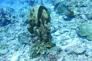 Scorpionfish / Stonefish in the Andaman Sea – Thailand  © Markus S.