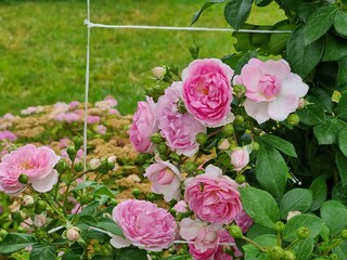rose flowers in the garden
