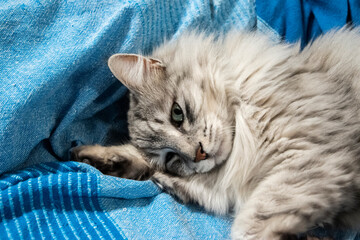 Close-up of a fluffy domestic cat relaxing comfortably on a sofa, expressing warmth, calm, and cozy home atmosphere.