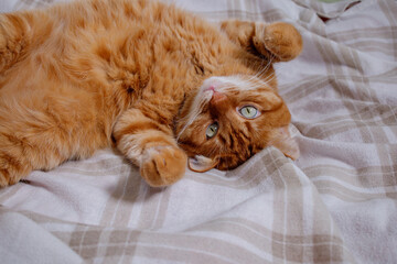 Fluffy playful orange cat lying on bed at home close up portrait top view
