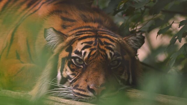 Sumatran Tiger (Panthera tigris sumatrae) Resting in Savanna
