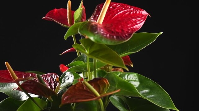Anthurium House plant Anturium rotating over black background, Anthurium heart shaped flower, Flamingo flowers or Anthurium andraeanum (Araceae, Arum) 