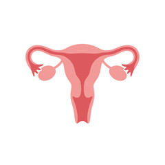 Illustration of female reproductive system anatomy viewed from the front
