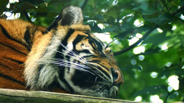 Sumatran Tiger (Panthera tigris sumatrae) Resting in Savanna