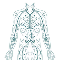 Human body lymphatic system illustration from a frontal viewpoint showing vessels and nodes