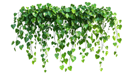 Cascading Hanging Green Vines Trailing Naturally from Wall on transparent background