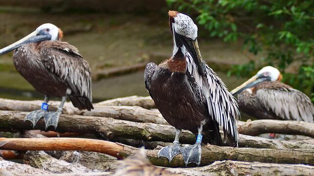 Relaxed Brown Pelican (Pelecanus occidentalis) grooming on rock in summer morning close-up &ndash; Halle Saale, Saxony-Anhalt, Germany