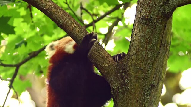 Red Panda (Ailurus fulgens) Halle Saale &ndash; Saxony-Anhalt &ndash; Germany