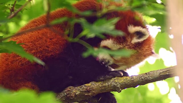 Red Panda (Ailurus fulgens) Halle Saale &ndash; Saxony-Anhalt &ndash; Germany