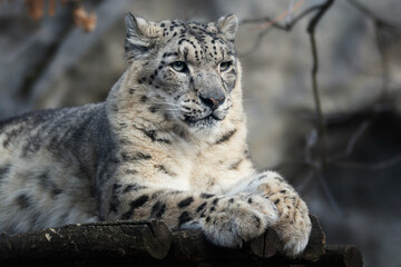 Fototapeta premium Snow leopard (Panthera uncia) detail portrait