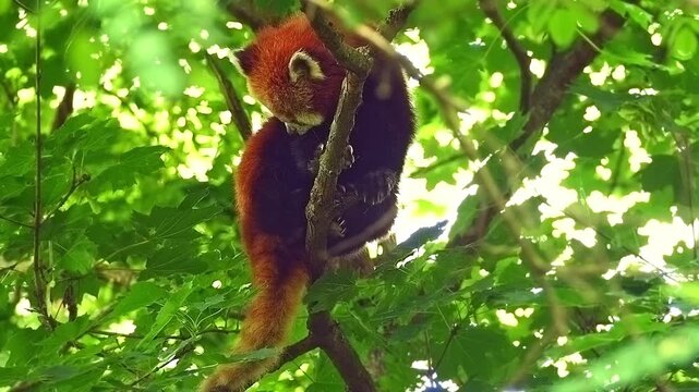 Red Panda (Ailurus fulgens) Halle Saale &ndash; Saxony-Anhalt &ndash; Germany