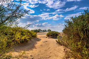 Obraz premium Wind Shaped Desert Sand Dune