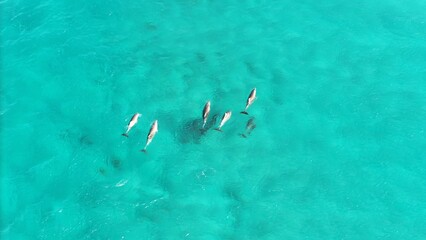  Dolphins off the Yorke Peninsula South Australia © Reef Pix