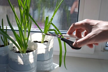 Close-up of a hand cutting fresh green onions growing in recycled containers on a windowsill. Home gardening concept, growing herbs indoors, sustainable lifestyle, urban farming and healthy food.