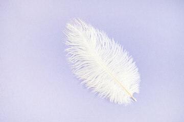 Beautiful white feathers isolated on purple background, set.