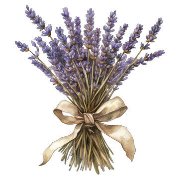Watercolor Illustration of a Fresh Lavender Flower Bouquet Tied with a Ribbon
