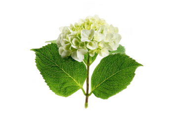 hydrangea flower with leaves on a white background