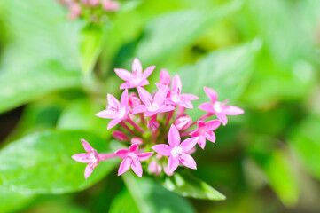 Obraz premium Pentas lanceolata , Egyptian star cluster or RUBIACEAE or Egyptian starcluster or Starflower or pink Egyptian starcluster flowers