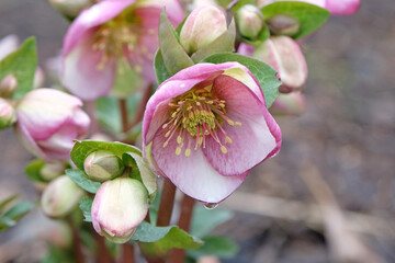 Obraz premium Pink and cream Helleborus hybridus hybrid hellebore, Lenten rose, or snow rose, 'glenda’s gloss' in flower
