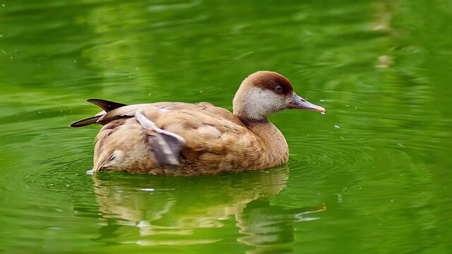 Relaxing Common Pochard (Netta rufina) Swimming in Pond, Morning Summer Scene &ndash; Magdeburg, Saxony-Anhalt, Germany