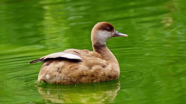 Relaxing Common Pochard (Netta rufina) Swimming in Pond, Morning Summer Scene &ndash; Magdeburg, Saxony-Anhalt, Germany