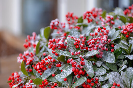 Selective focus of red berries of Skimmia japonica or Reevesiana covered with white snow, A genus of four species of evergreen shrubs and small trees in the Rue family, Rutaceae, Natural background.