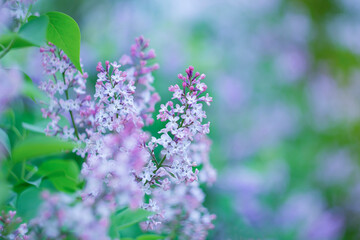 
Bright spring lilac on a blurred background.
