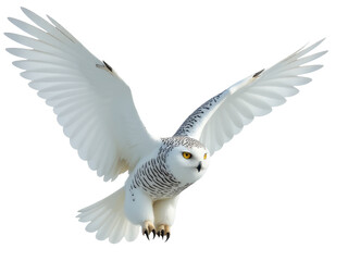 Fototapeta premium A white owl soars through the sky