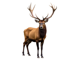 A deer stands in front of a white background, its large antlers visible