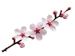 Close-up shot of a single flower blooming on a stem
