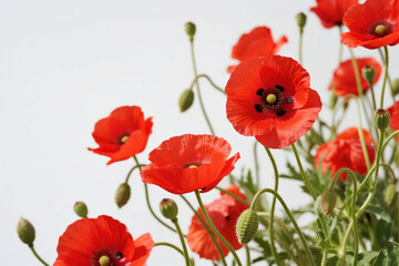 Naklejka premium Red poppy flowers in bloom