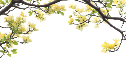 Vibrant yellow flowers on tree branches with green leaves Isolated on White background