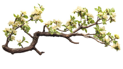 Blooming tree branch with white flowers and green leaves Isolated on White background