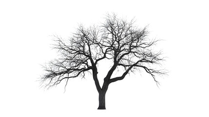 Bare Tree Silhouette Isolated on White Background