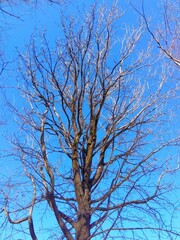 実を付けたままの冬のモミジバフウと青空