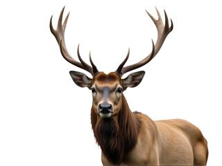 A close-up view of a deer's head with large, impressive horns