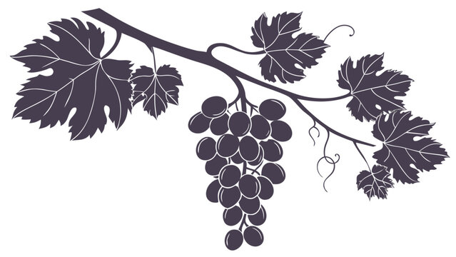 Dark purple grapevine branch with lush leaves and fruit