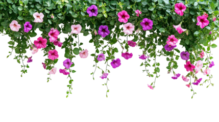 Decorative Colorful Trailing Vines Side by Side with Petunia and Fuchsia on transparent background