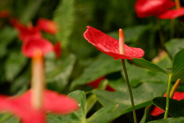 Glossy Anthurium Flowers and Green Leaves