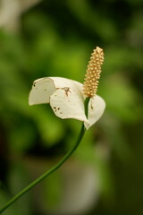 Close-Up of Aging Peace Lily Flower