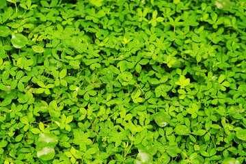 Dense Clover Ground Cover in Natural Light