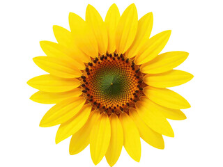 Obraz premium Bright yellow sunflower with a prominent green center on a white background, great for floral or botanical themes