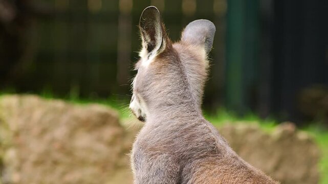 Relaxing Eastern Grey Kangaroo (Macropus giganteus) Eating in Zoo &ndash; Morning Summer, Halle Saale &ndash; Saxony-Anhalt, Germany