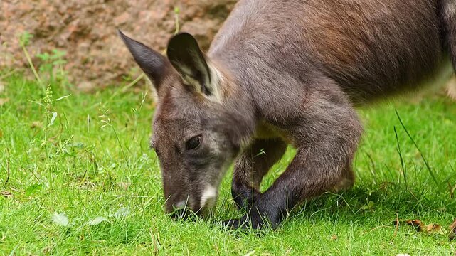 Relaxing Eastern Grey Kangaroo (Macropus giganteus) Eating in Zoo &ndash; Morning Summer, Halle Saale &ndash; Saxony-Anhalt, Germany