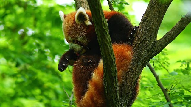 Red Panda (Ailurus fulgens) Halle Saale &ndash; Saxony-Anhalt &ndash; Germany