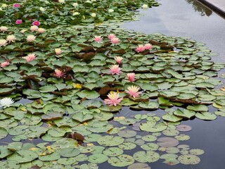 beautiful waterlily flowers in the pond