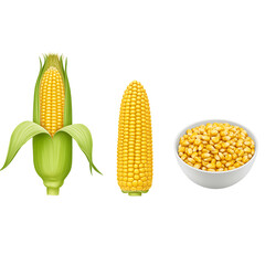 Corn in Different Forms  Fresh and Processed