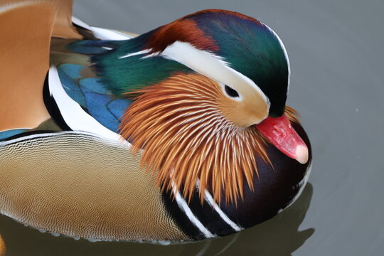 duck in the water, beautiful Mandarin duck swimming in the river, close up. Colourful bird.