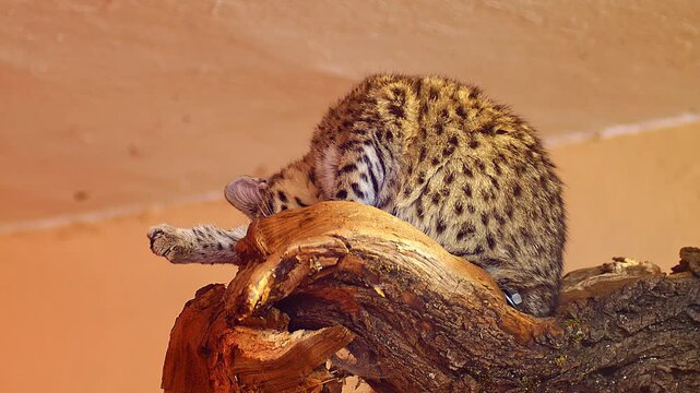 Relaxed Fishing Cat (Prionailurus viverrinus) Sitting and Grooming on a Log, Morning in Summer, 4K Close-Up &ndash; Halle (Saale) &ndash; Saxony-Anhalt &ndash; Germany