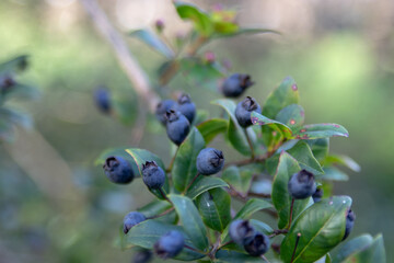 Myrtus communis branch with dark blue berries. Common myrtle or true myrtle evergreen leaves...